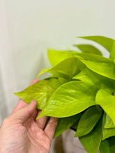 Load image into Gallery viewer, Neon Pothos (Neon Epipremnum Aureum )