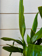 Load image into Gallery viewer, Cast Iron Plant (Aspidistra elatior)