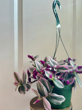 Load image into Gallery viewer, Tradescantia Nanouk (Tradescantia B. Variegata)