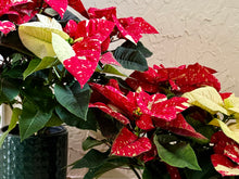 Load image into Gallery viewer, Sparkle poinsettias