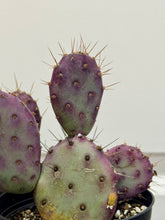 Load image into Gallery viewer, Santa Rita Prickly Pear (Opuntia santarita)