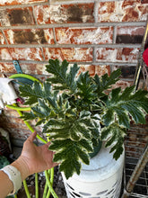 Load image into Gallery viewer, Whitewater Acanthus