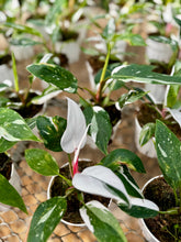 Load image into Gallery viewer, Pink Princess Philodendron