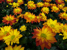 Load image into Gallery viewer, Mums