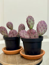 Load image into Gallery viewer, Santa Rita Prickly Pear (Opuntia santarita)