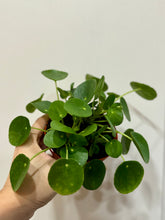 Load image into Gallery viewer, Chinese Money Plant (Pilea Peperomioides)