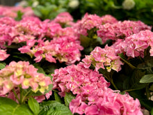 Load image into Gallery viewer, Hydrangeas