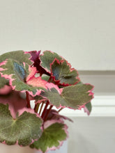 Load image into Gallery viewer, Variegated Strawberry Begonia (Saxifraga stolonifera variegata)