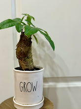 Load image into Gallery viewer, Money Tree (Pachira)