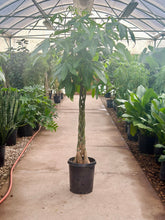 Load image into Gallery viewer, Money Tree (Pachira)