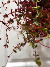 Load image into Gallery viewer, Variegated Calico Kitten (var. Crassula pellucida)