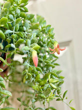 Load image into Gallery viewer, Cliff Cotyledon (Cotyledon Pendens)