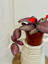 Load image into Gallery viewer, Flame violet (Episcia Cupreata)