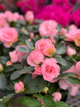 Load image into Gallery viewer, Florist Azaleas (Rhododendron simsii )