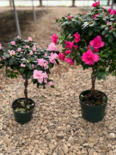 Load image into Gallery viewer, Florist Azaleas (Rhododendron simsii )