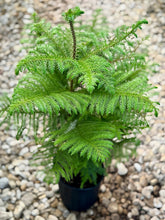 Load image into Gallery viewer, Norfolk Pine