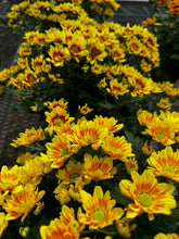 Load image into Gallery viewer, Mums