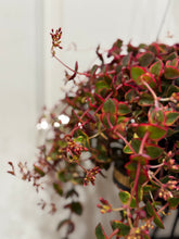 Load image into Gallery viewer, Variegated Calico Kitten (var. Crassula pellucida)