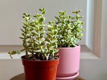 Load image into Gallery viewer, Portulacaria Variegated