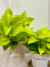 Load image into Gallery viewer, Neon Pothos (Neon Epipremnum Aureum )