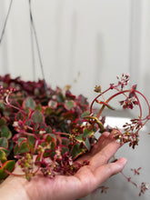 Load image into Gallery viewer, Variegated Calico Kitten (var. Crassula pellucida)