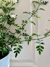 Load image into Gallery viewer, Common jasmine (jasminum officinale)