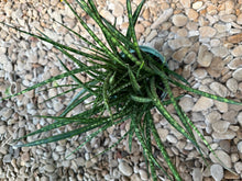 Load image into Gallery viewer, Sansevieria Fernwood