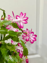 Load image into Gallery viewer, Holiday Cactus