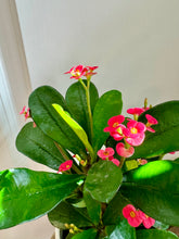 Load image into Gallery viewer, Crown of Thorns