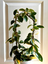 Load image into Gallery viewer, Hoya Carnosa Krimson Queen