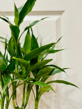 Load image into Gallery viewer, Lucky bamboo (Dracaena sanderiana)