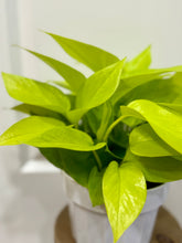 Load image into Gallery viewer, Neon Pothos (Neon Epipremnum Aureum )