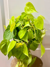 Load image into Gallery viewer, Lemon lime Philodendron (Philodendron Hederaceum Lemon Lime)