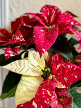 Load image into Gallery viewer, Sparkle poinsettias