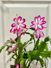 Load image into Gallery viewer, Holiday Cactus