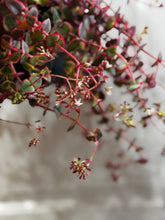 Load image into Gallery viewer, Variegated Calico Kitten (var. Crassula pellucida)