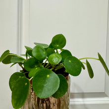Load image into Gallery viewer, Chinese Money Plant (Pilea Peperomioides)
