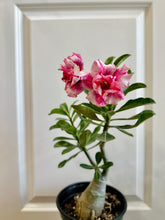 Load image into Gallery viewer, Grafted Desert rose (Adenium Obesum)