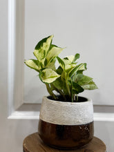 Load image into Gallery viewer, Manjula Pothos (Epipremnum aureum)