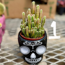 Load image into Gallery viewer, Halloween collection