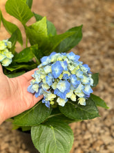 Load image into Gallery viewer, Hydrangeas