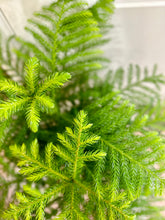 Load image into Gallery viewer, Norfolk Pine