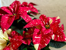 Load image into Gallery viewer, Sparkle poinsettias