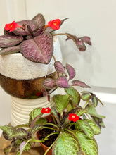 Load image into Gallery viewer, Flame violet (Episcia Cupreata)