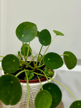 Load image into Gallery viewer, Chinese Money Plant (Pilea Peperomioides)