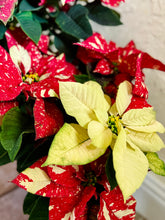 Load image into Gallery viewer, Sparkle poinsettias