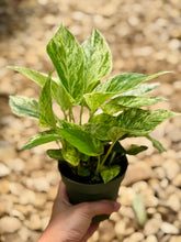 Load image into Gallery viewer, Marble pothos (Epipremnum Aureum )