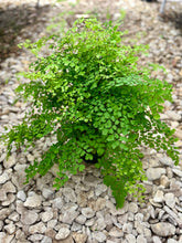 Load image into Gallery viewer, Maidenhair Fern