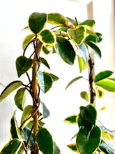 Load image into Gallery viewer, Hoya Carnosa Krimson Queen