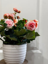 Load image into Gallery viewer, Rieger Begonias